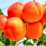 Саженец абрикоса "Ботсадовский" Саженец абрикоса "Ботсадовский"