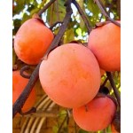 Саженец хурмы "Божий Дар" Саженец хурмы "Божий Дар"