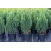 Саженцы Можжевельника "Стрикта": цена и описание сорта Саженцы Можжевельника "Стрикта": цена и описание сорта
