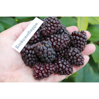 Саженец малины "Бойсенберри" Саженец малины "Бойсенберри"