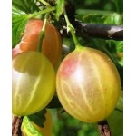 Саженец крыжовника "Инвикта" Саженец крыжовника "Инвикта"